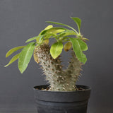 P.マカイエンセ （実生）24