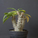 P.マカイエンセ （実生）24