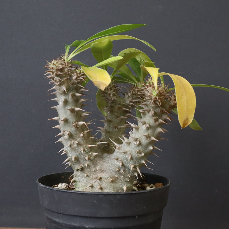 P.マカイエンセ （実生）24 – TaiShoDo ONLINE SHOP