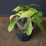 P.マカイエンセ （実生）24