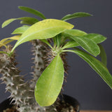 P.マカイエンセ （実生）24