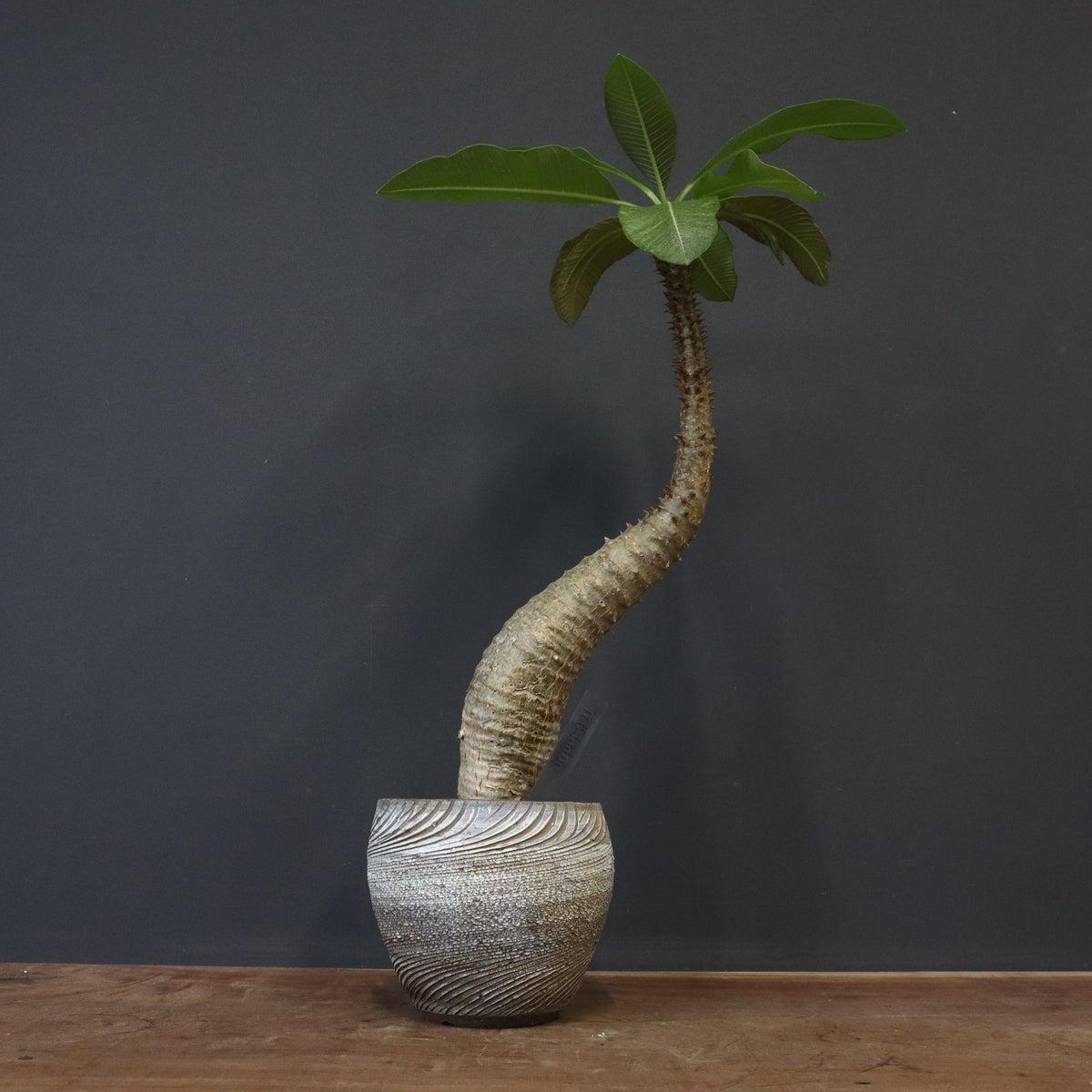 TaiShoDo ONLINE SHOP 塊根植物 多肉植物通販