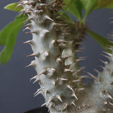 P.マカイエンセ （実生）24