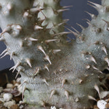 P.マカイエンセ （実生）24