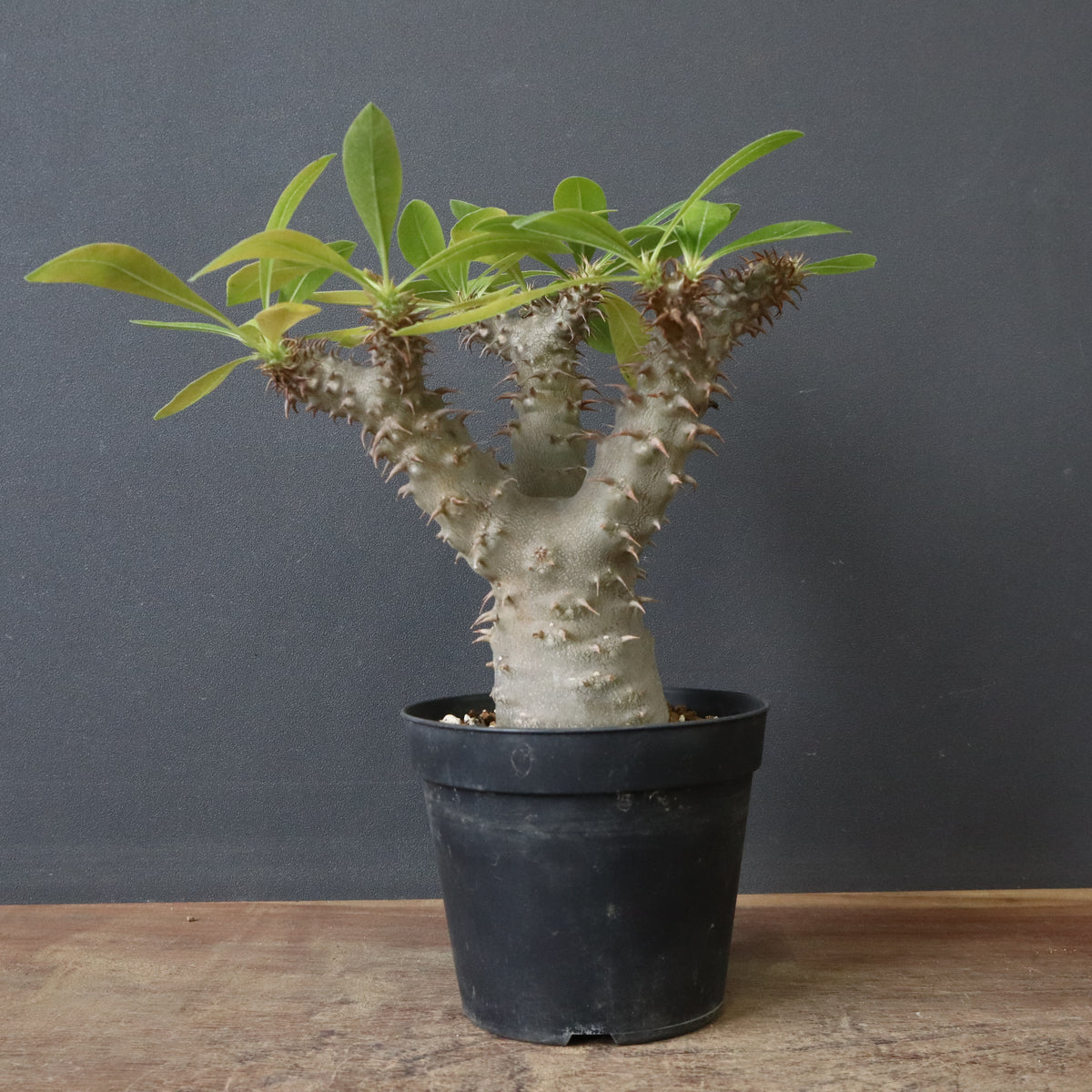 塊根植物 – 2ページ目 – TaiShoDo ONLINE SHOP