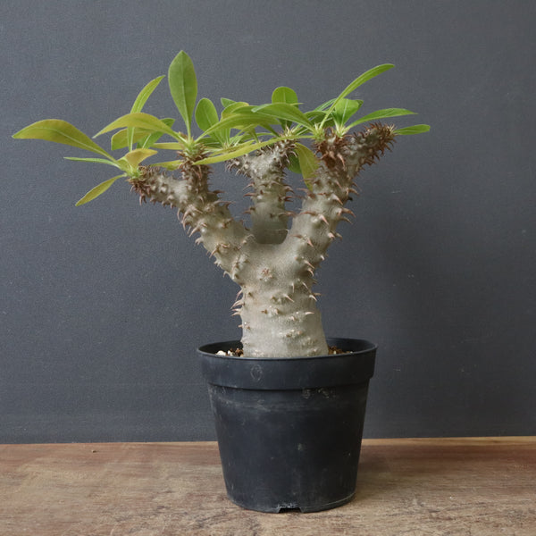 塊根植物 – 2ページ目 – TaiShoDo ONLINE SHOP