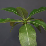 P.ウィンゾリー EC581