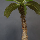 P.ウィンゾリー EC581