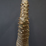 P.ウィンゾリー EC581
