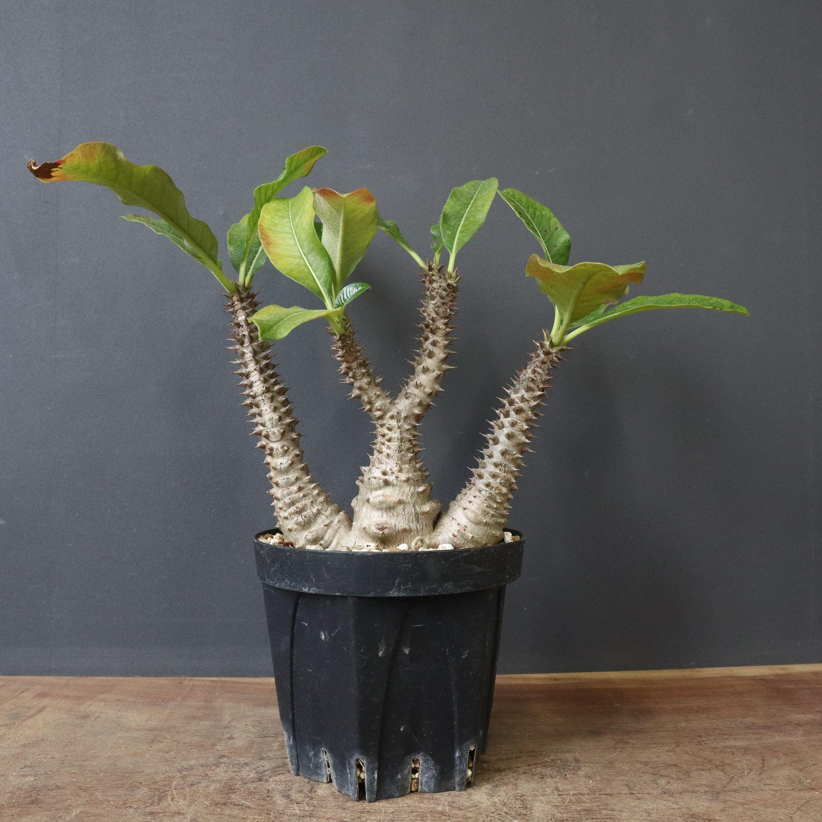 ウィンゾリー 国内実生 P.ウィンゾリー（実生）39 – TaiShoDo ONLINE SHOP