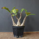 P.ウィンゾリー（実生）39