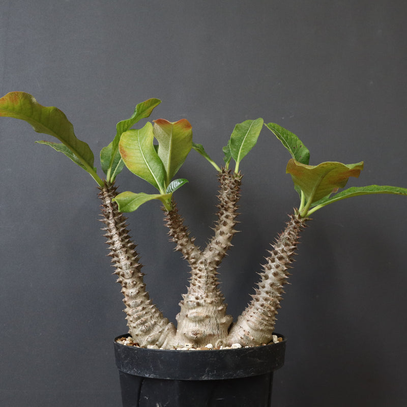 P.ウィンゾリー（実生）39