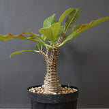 P.ウィンゾリー（実生）39