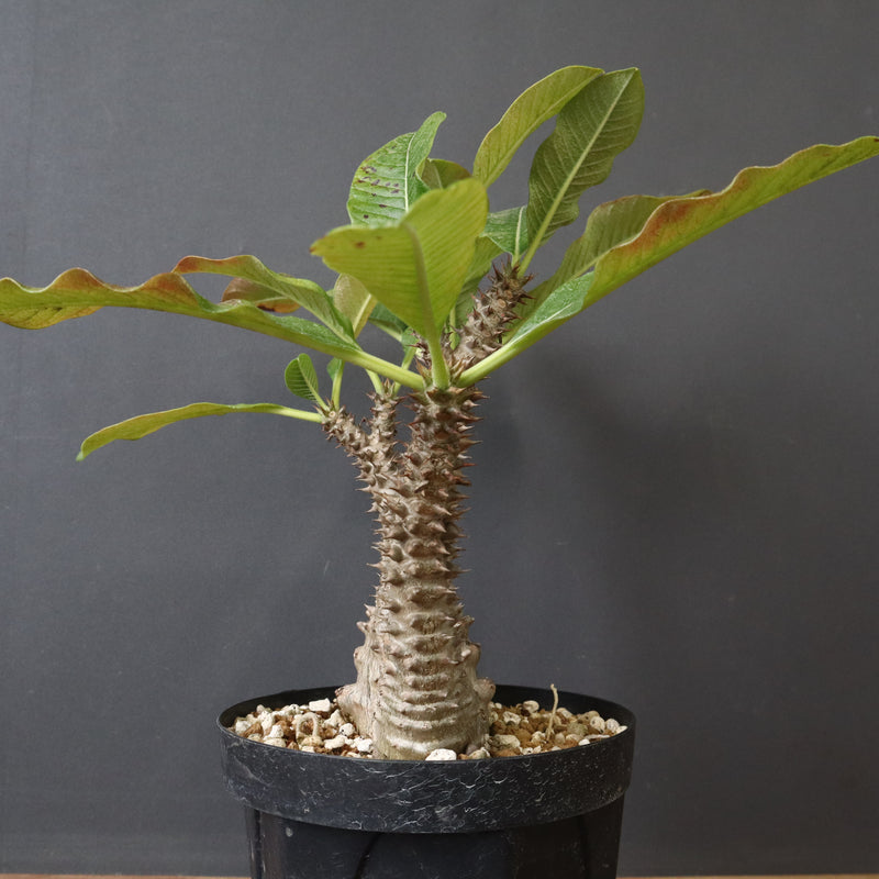 P.ウィンゾリー（実生）39