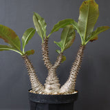 P.ウィンゾリー（実生）39