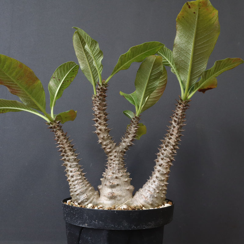 P.ウィンゾリー（実生）39