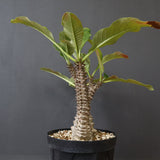 P.ウィンゾリー（実生）39