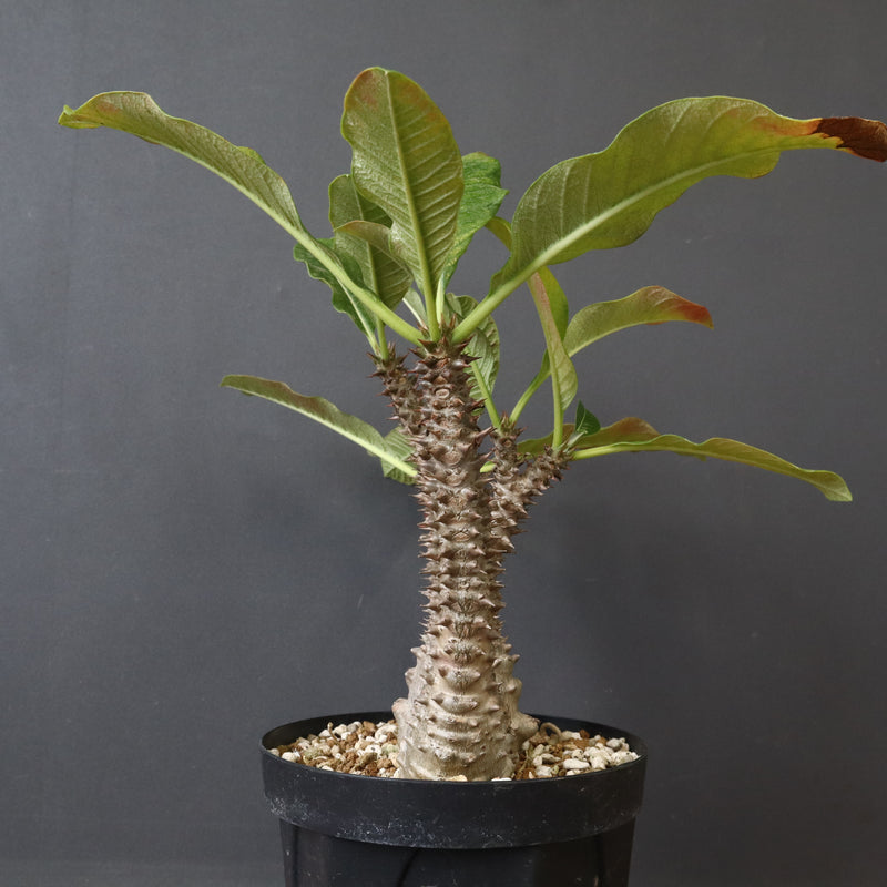 P.ウィンゾリー（実生）39