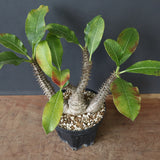 P.ウィンゾリー（実生）39