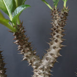 P.ウィンゾリー（実生）39