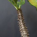 P.ウィンゾリー（実生）39