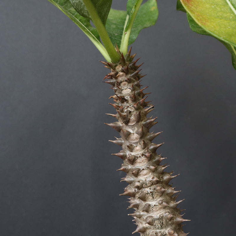 P.ウィンゾリー（実生）39