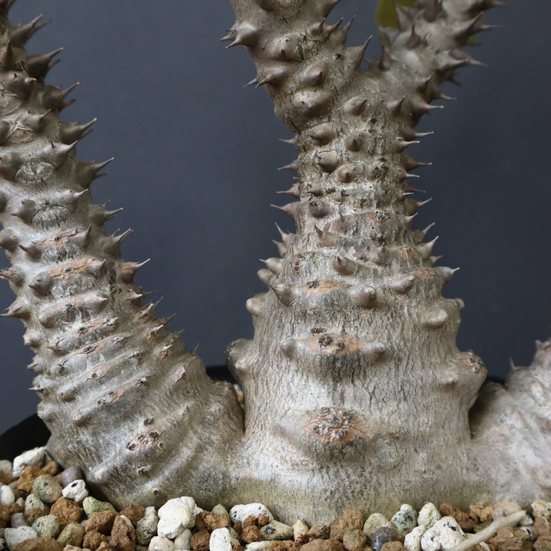 P.ウィンゾリー（実生）39