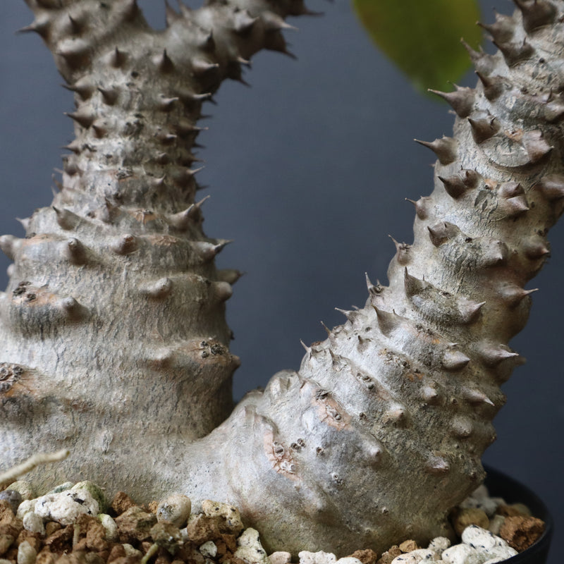 P.ウィンゾリー（実生）39