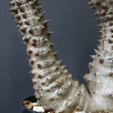 P.ウィンゾリー（実生）39