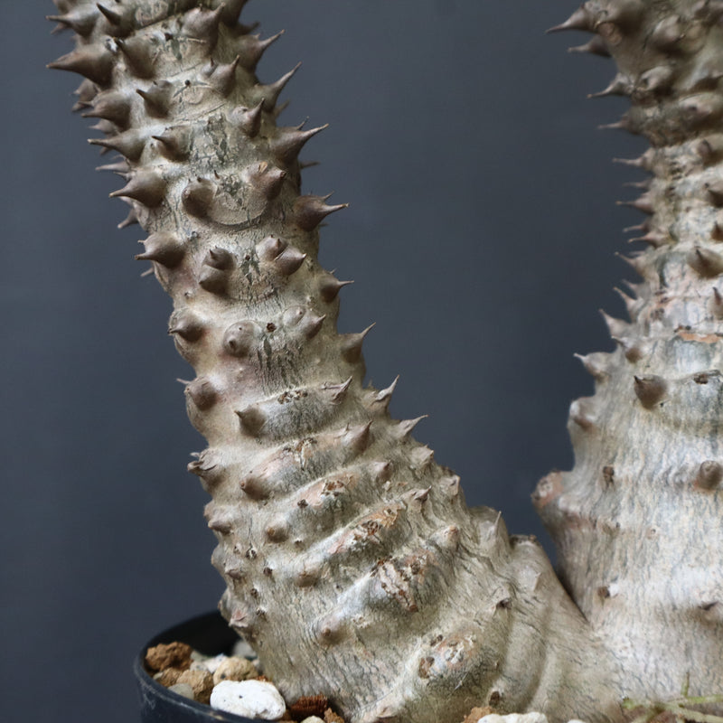 P.ウィンゾリー（実生）39