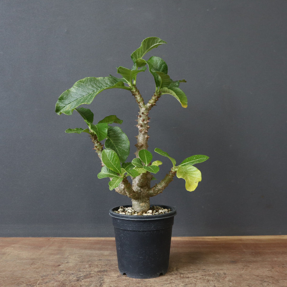 新商品 – 3ページ目 – TaiShoDo ONLINE SHOP