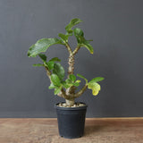 P.ウィンゾリー（実生）52