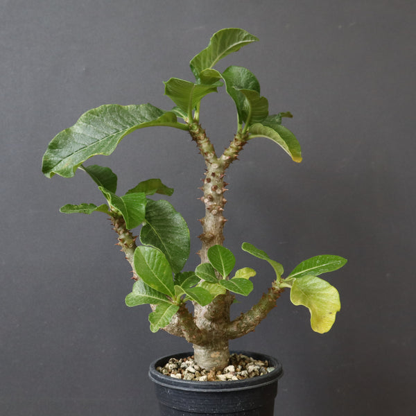 P.ウィンゾリー（実生）52