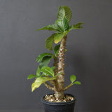 P.ウィンゾリー（実生）52