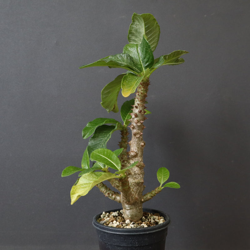 P.ウィンゾリー（実生）52