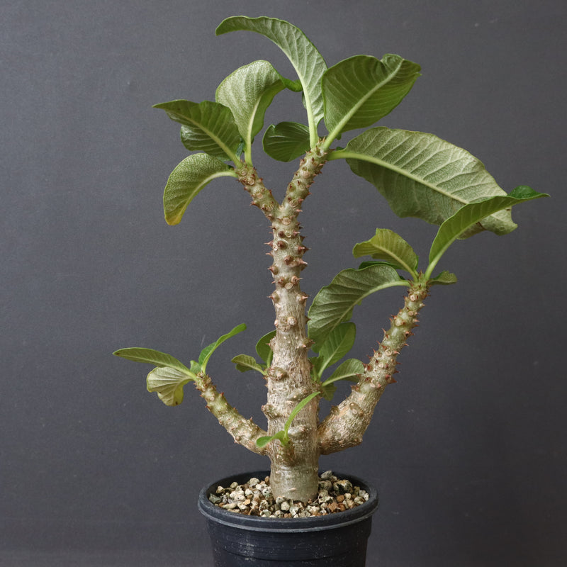 P.ウィンゾリー（実生）52