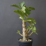 P.ウィンゾリー（実生）52