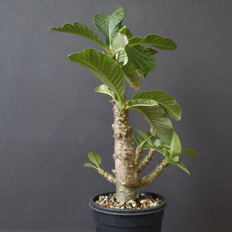 P.ウィンゾリー（実生）52