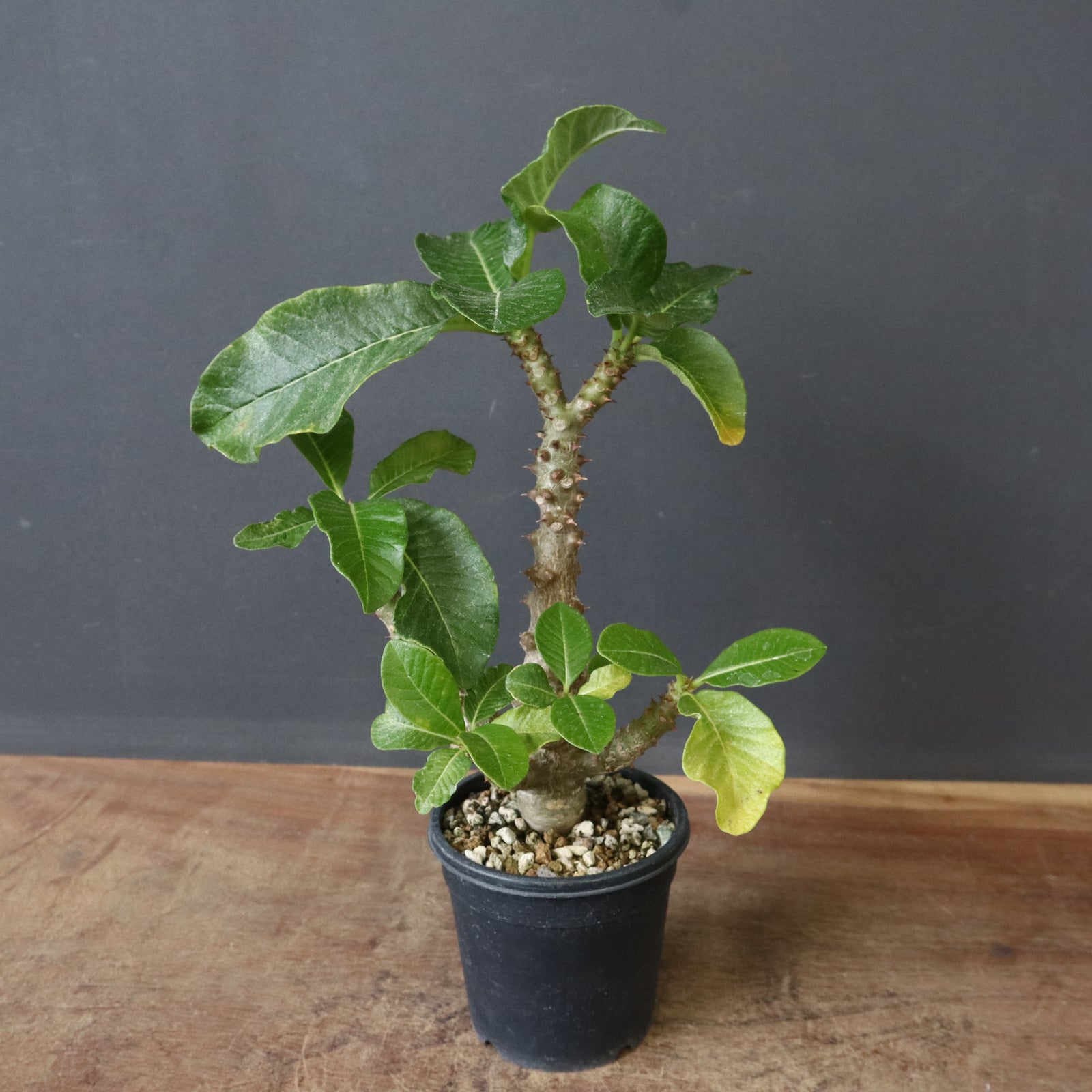 P.ウィンゾリー（実生）52 – TaiShoDo ONLINE SHOP