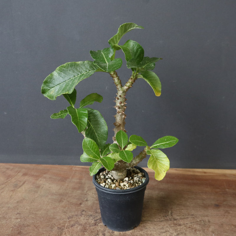 P.ウィンゾリー（実生）52