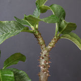 P.ウィンゾリー（実生）52