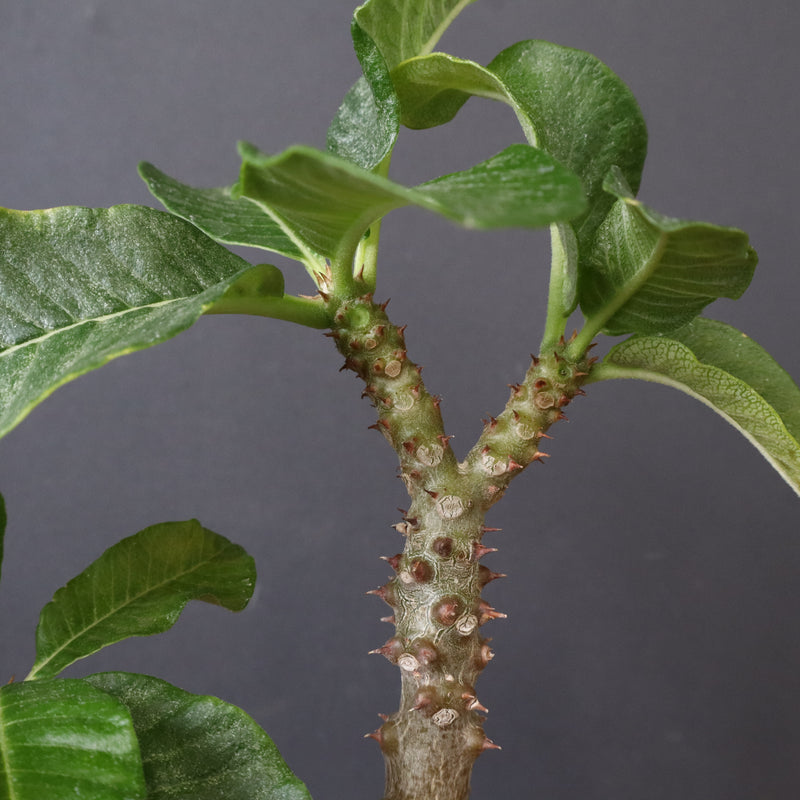 P.ウィンゾリー（実生）52