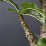 P.ウィンゾリー（実生）52