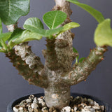 P.ウィンゾリー（実生）52