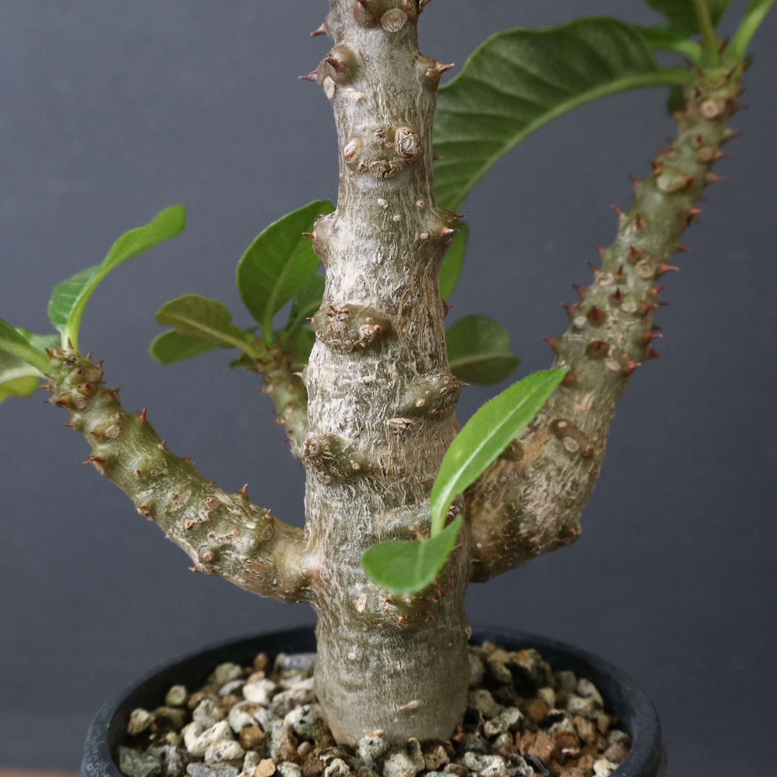 P.ウィンゾリー（実生）52 – TaiShoDo ONLINE SHOP