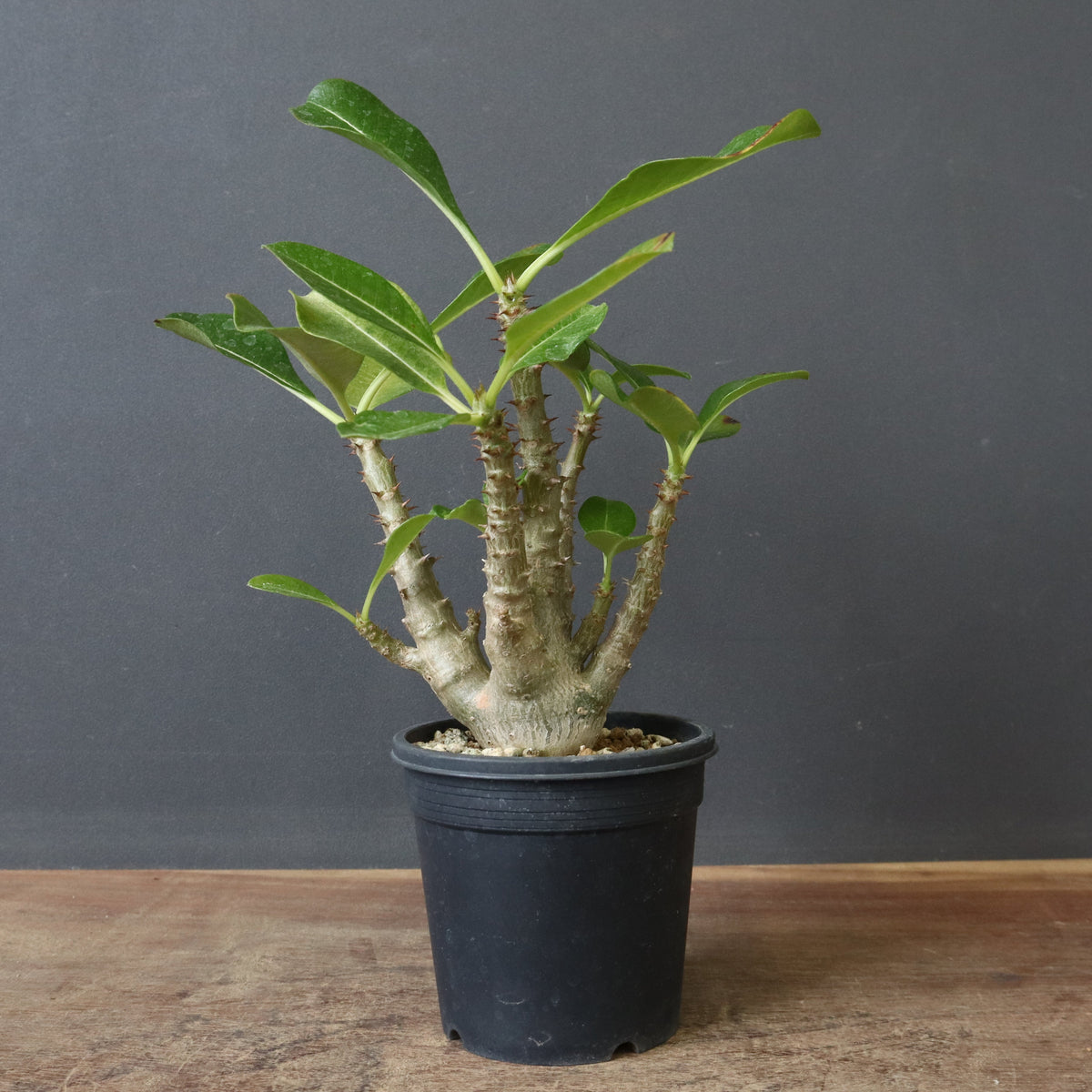 実生セット 新商品 – 3ページ目 – TaiShoDo ONLINE SHOP