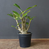 P.ウィンゾリー（実生）51