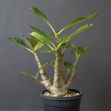 P.ウィンゾリー（実生）51