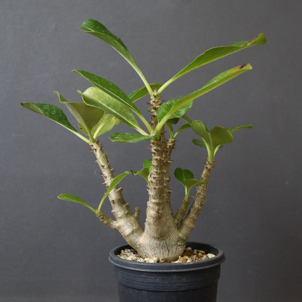 P.ウィンゾリー（実生）51