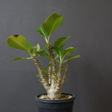 P.ウィンゾリー（実生）51